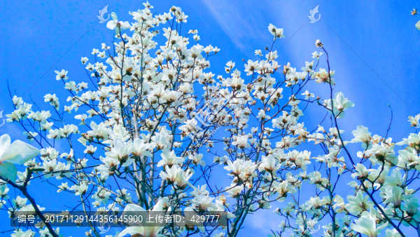玉蘭花開,白色花
