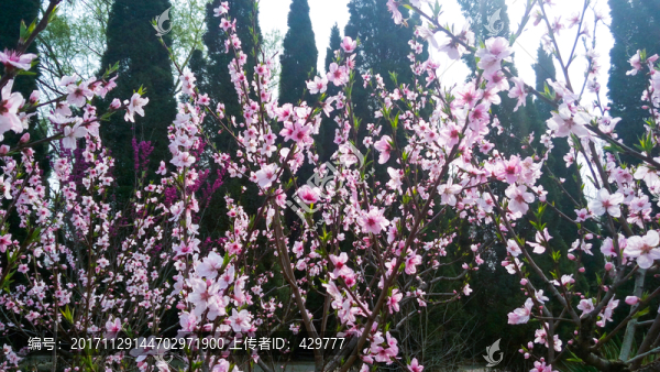 桃花盛開(kāi)