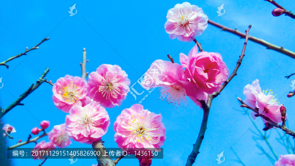 紅梅花