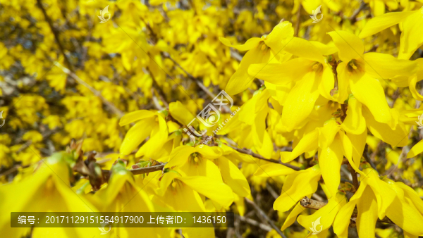 連翹花,,黃色花