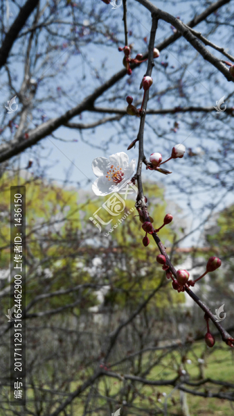 紫葉樹,紫葉李花