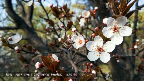 紫葉李,李子樹