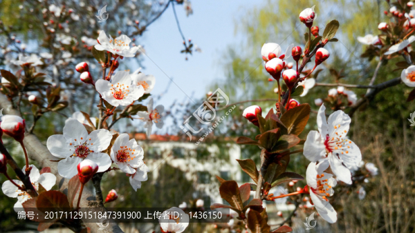 紫葉李,李子花