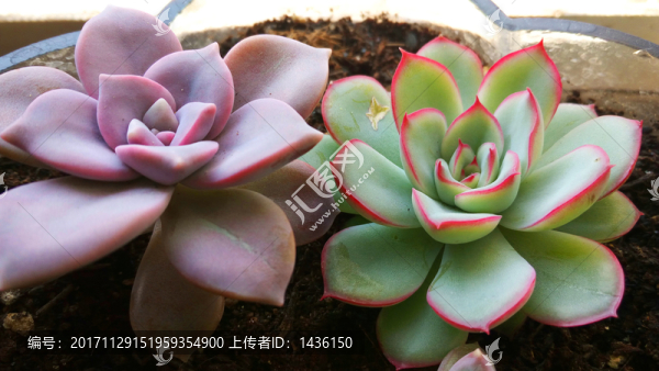 多肉植物