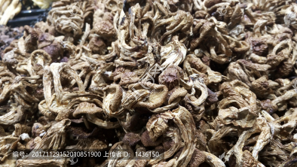 茶樹菇