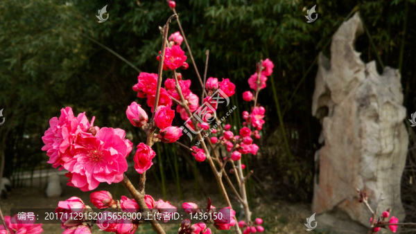 梅花