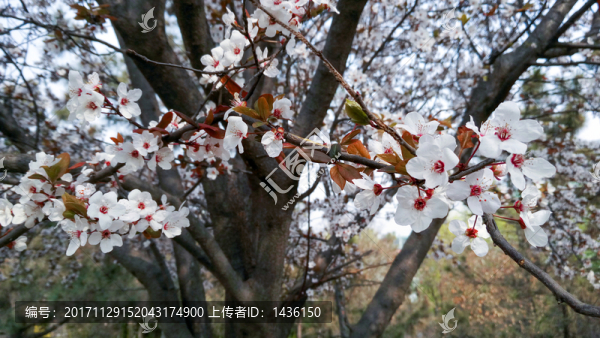紫葉李花