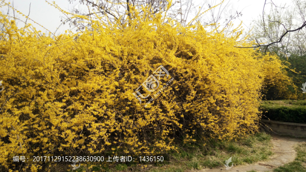 連翹花