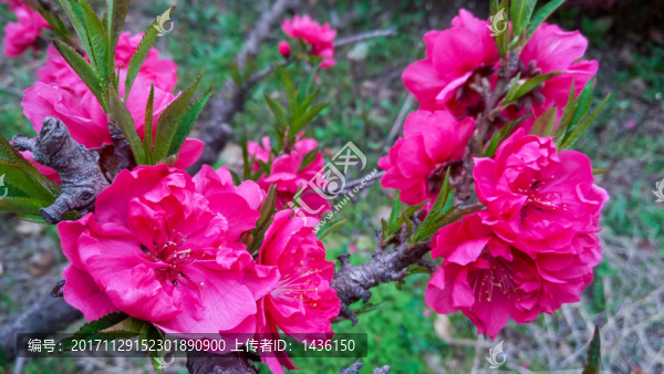 紅桃花
