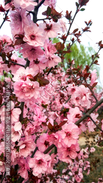 櫻花,櫻花園