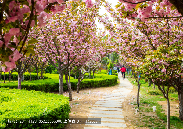 櫻花