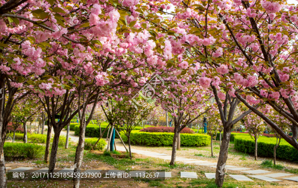 櫻花