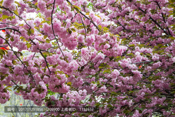 櫻花