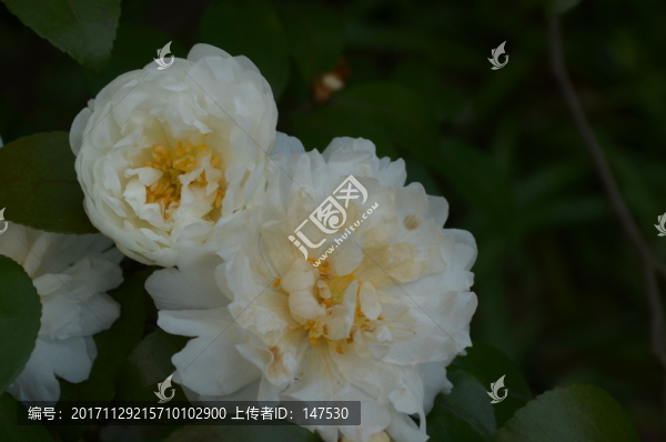 茶花