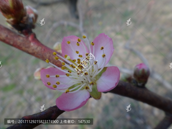 桃花