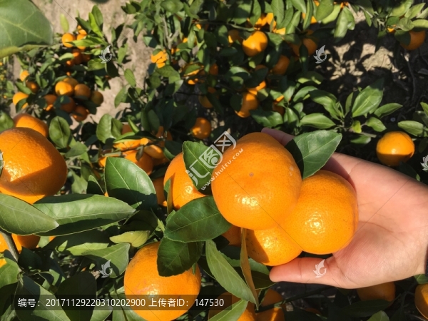 涌泉蜜桔