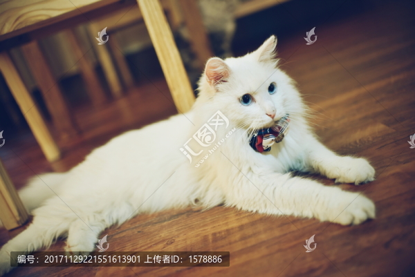 山東獅子貓