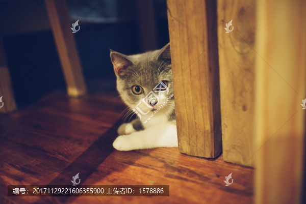 英短三花