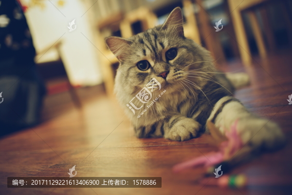 長毛美短虎斑
