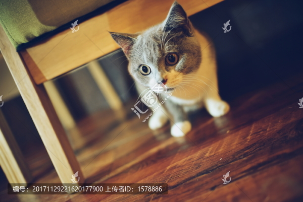 英短三花