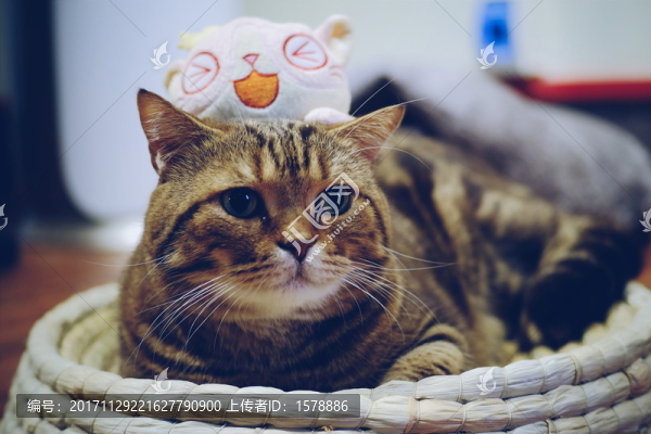 美短棕虎斑貓
