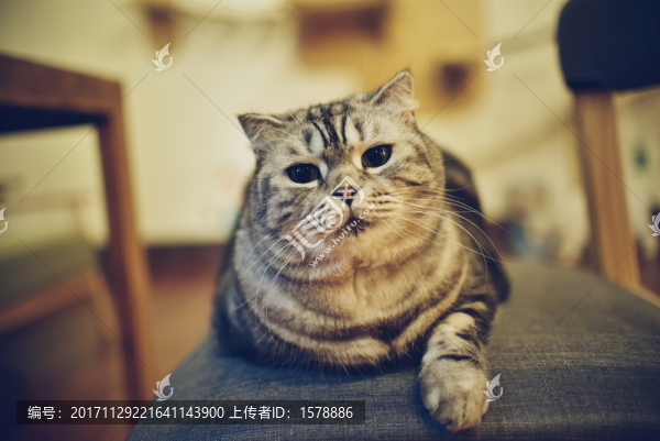 美短虎斑貓