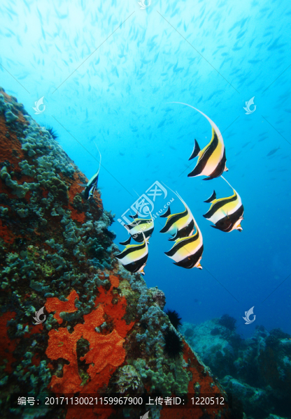 魚