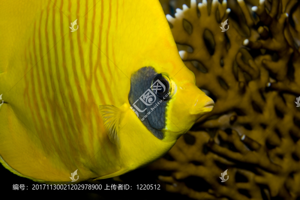 特寫鏡頭