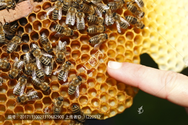 bienenwabe