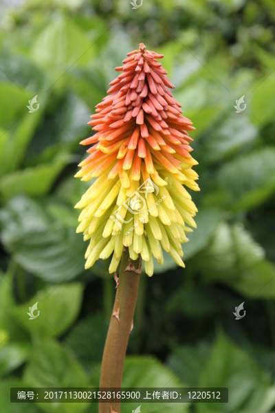 在花園里的花