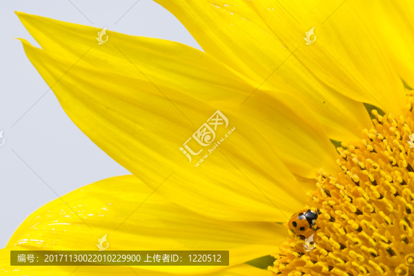 藍色