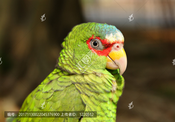 藍(lán)色