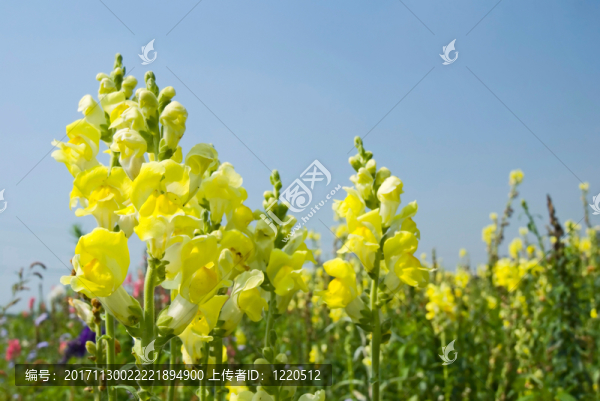 藍色