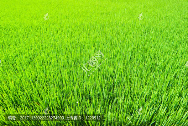 美麗的