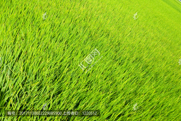 美麗的