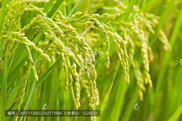 食物