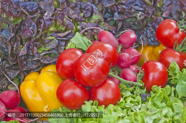 蔬菜品種