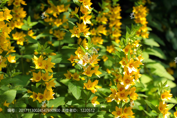 花園