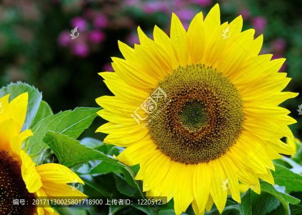 花園
