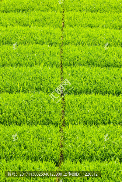 美麗的