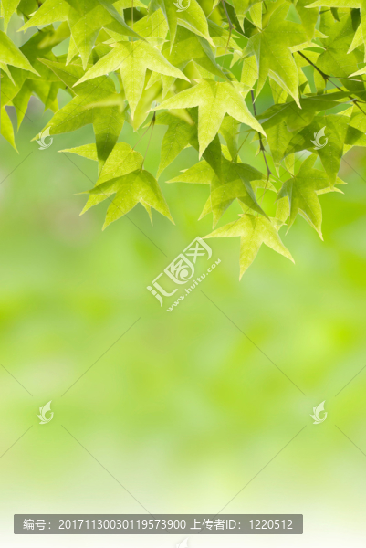 美麗的