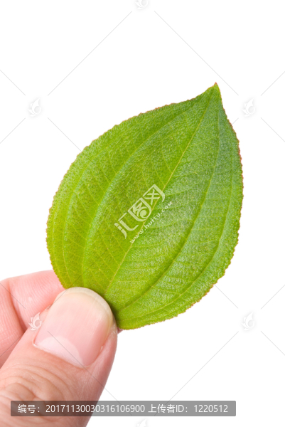美麗的