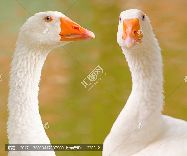 美麗的