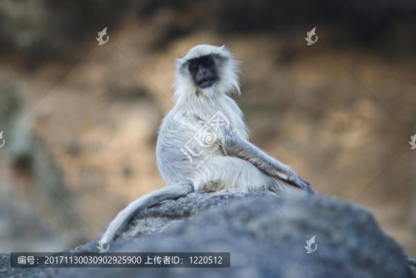 樹