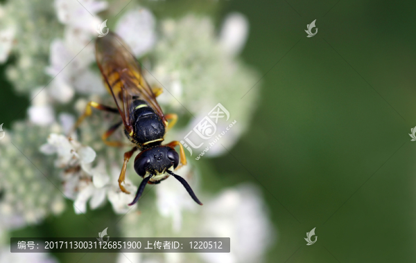 蜂箱[philanthus,triangulum]