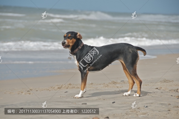 游戲