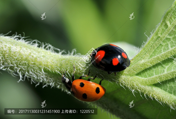 甲殼蟲