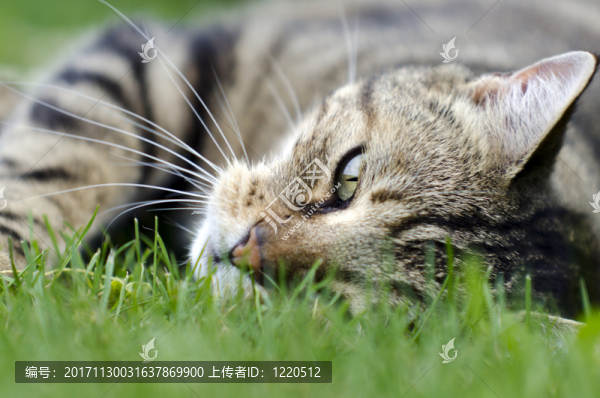 動物