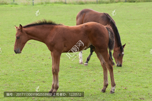 馬