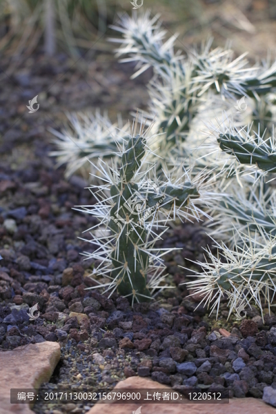 cylindropuntia,tunicata近距離